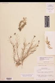 Attēlu rezultāti vaicājumam “Callitrichaceae”