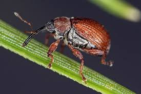 Attēlu rezultāti vaicājumam “Anthonomus phyllocola”