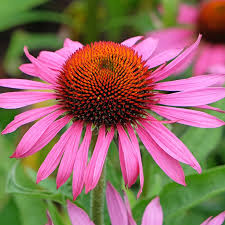 Image result for Echinacea purpurea