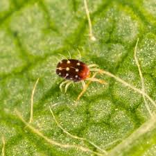 Attēlu rezultāti vaicājumam “Panonychus”