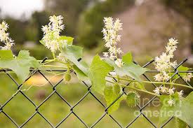 Attēlu rezultāti vaicājumam “Echinocystis lobata flower”