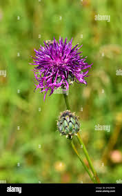 Attēlu rezultāti vaicājumam “Centaurea scabiosa flower”
