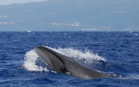 Image result for Balaenoptera borealis
