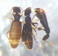 Attēlu rezultāti vaicājumam “Ilybius sp.”