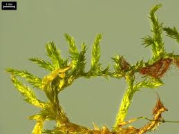 Attēlu rezultāti vaicājumam “Callicladium haldanianum”