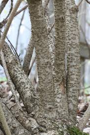 Attēlu rezultāti vaicājumam “Forsythia suspensa”