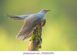 Attēlu rezultāti vaicājumam “Cuculus canorus”