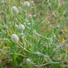 Attēlu rezultāti vaicājumam “Trifolium arvense fruit”