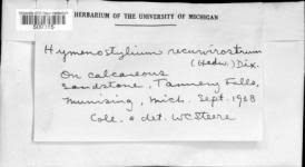 Attēlu rezultāti vaicājumam “Hymenostylium recurvirostrum”