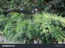 Attēlu rezultāti vaicājumam “Taxus baccata leaf”