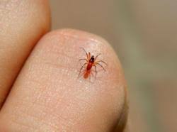 Attēlu rezultāti vaicājumam “Linyphiidae”