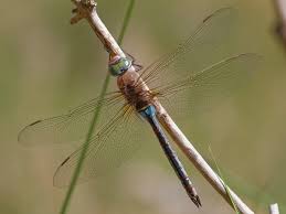 Attēlu rezultāti vaicājumam “Anax parthenope”