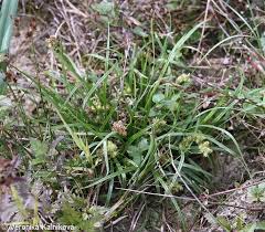 Attēlu rezultāti vaicājumam “Carex viridula”