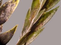 Attēlu rezultāti vaicājumam “Fontinalis antipyretica”