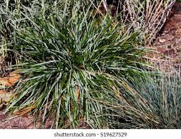 Attēlu rezultāti vaicājumam “Sesleria caerulea leaf”