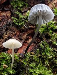 Attēlu rezultāti vaicājumam “Mycena pseudocorticola”