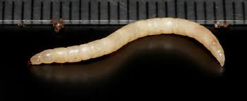 Attēlu rezultāti vaicājumam “Therevidae larva”