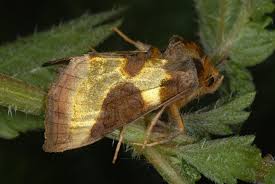 Attēlu rezultāti vaicājumam “Diachrysia tutti”