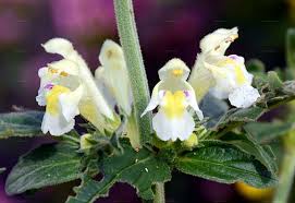 Image result for Galeopsis segetum