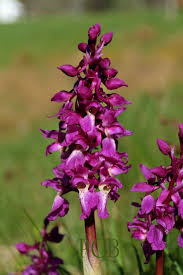 Attēlu rezultāti vaicājumam “Orchis mascula flower”