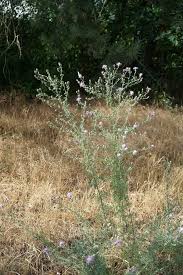 Attēlu rezultāti vaicājumam “Centaurea stoebe bud”