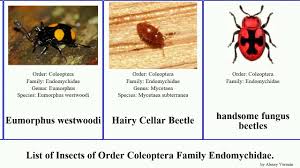 Attēlu rezultāti vaicājumam “Endomychidae”