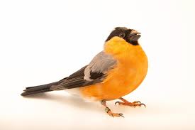 Attēlu rezultāti vaicājumam “Pyrrhula pyrrhula”