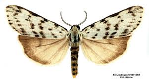 Attēlu rezultāti vaicājumam “Coscinia cribraria”