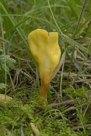 Attēlu rezultāti vaicājumam “Spathularia flavida”