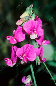 Attēlu rezultāti vaicājumam “Lathyrus sylvestris”