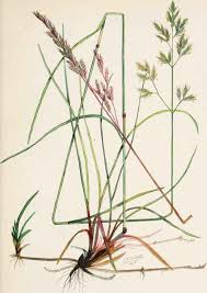 Attēlu rezultāti vaicājumam “Festuca rubra subsp. rubra leaf”