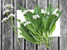 Image result for Bärlauch