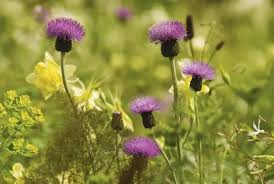 Image result for Centaurea nigra