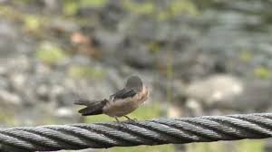 Attēlu rezultāti vaicājumam “Hirundo rustica juvenile”