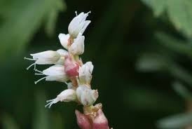 Attēlu rezultāti vaicājumam “Bistorta vivipara flower”
