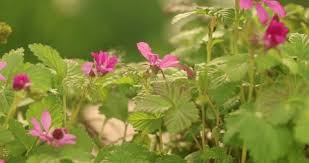Attēlu rezultāti vaicājumam “Rubus arcticus flower”