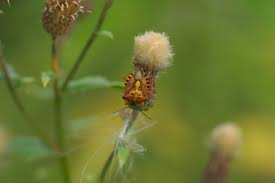 Attēlu rezultāti vaicājumam “Carpocoris sp.”