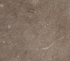 Attēlu rezultāti vaicājumam “Phellinus nigricans”