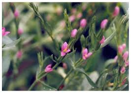 Attēlu rezultāti vaicājumam “Centaurium littorale leaf”