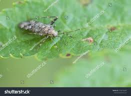 Attēlu rezultāti vaicājumam “Phytocoris varipes”