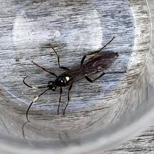 Attēlu rezultāti vaicājumam “Diphyus latebricola”