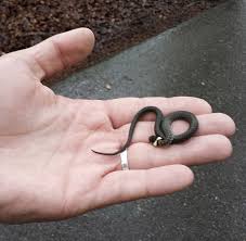 Image result for Ringelnatter