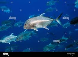 Image result for Caranx ignobilis