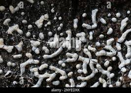 Attēlu rezultāti vaicājumam “Physarum straminipes macro”