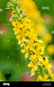 Image result for Agrimonia eupatoria