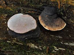 Attēlu rezultāti vaicājumam “Fomitopsis rosea”