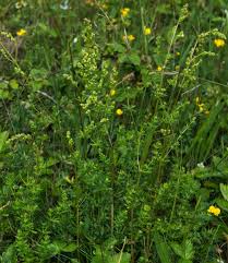Attēlu rezultāti vaicājumam “Galium album flower”