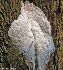 Attēlu rezultāti vaicājumam “Brefeldia maxima plasmodium”