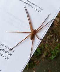 Attēlu rezultāti vaicājumam “Pisauridae”