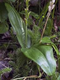 Attēlu rezultāti vaicājumam “Liparis loeselii flower”